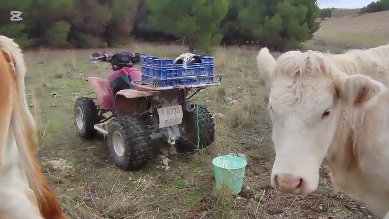 Primer domingo del 26 de vacas