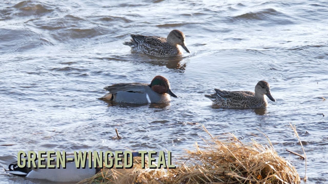 Green-winged Teal | Pooyl Vaaish