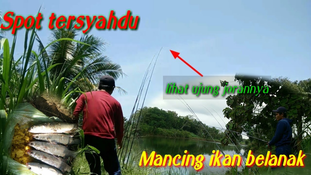 Spot Tersyahdu Mancing ikan belanak jogja!!Muara pantai glagah!!strek bertubi-tubi!!Mantap jiwa