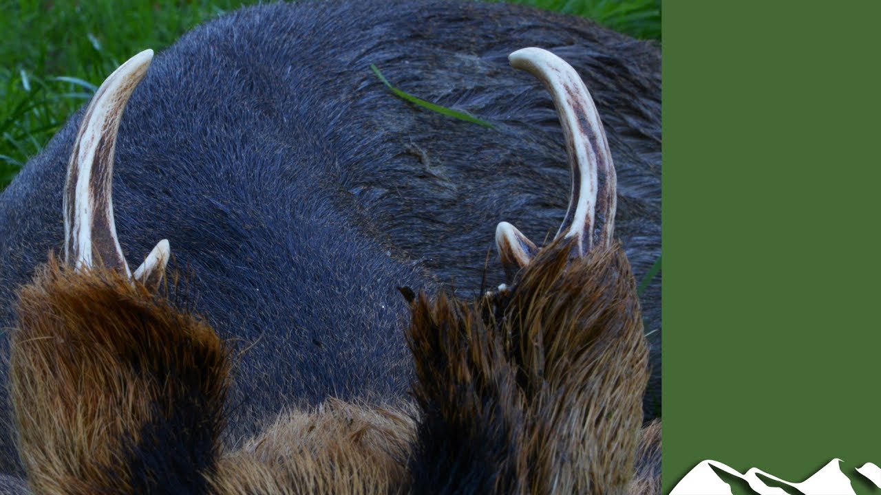 Muntjac stalking in Bedfordshire