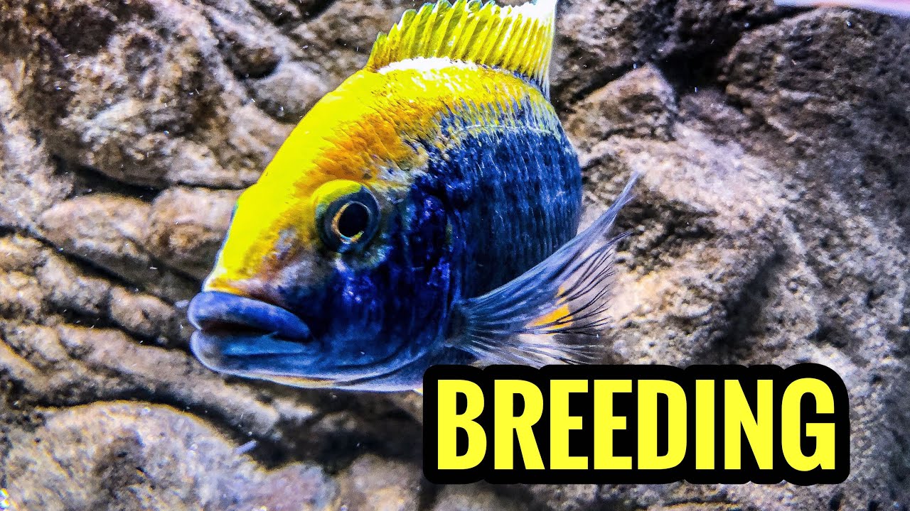 Breeding African Cichlids Is Easy!