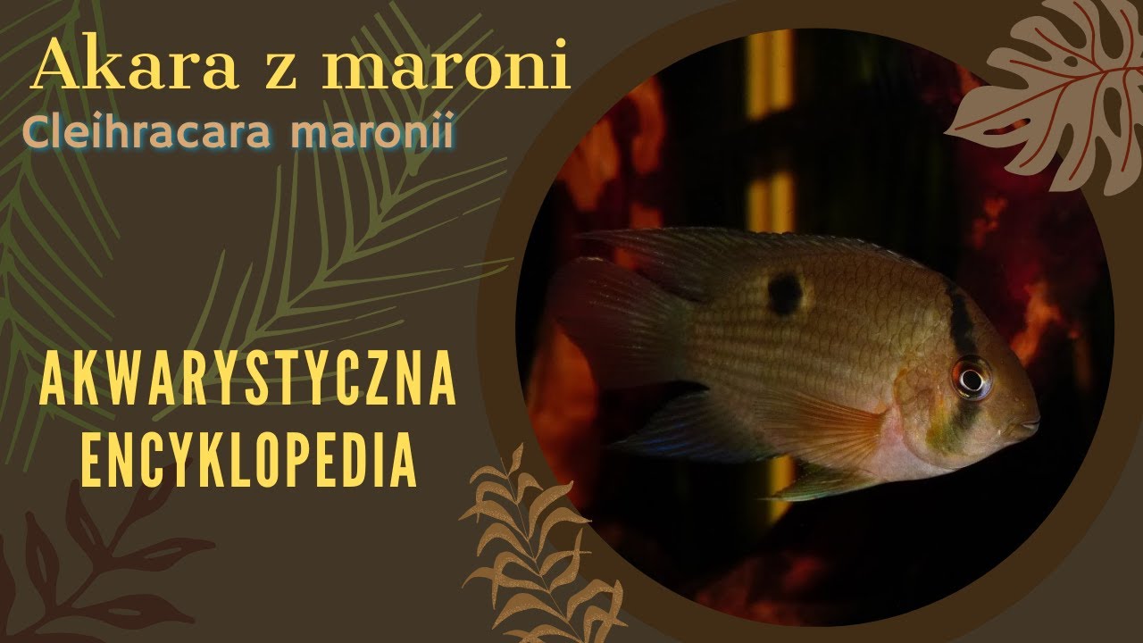 Akwarystyczna encyklopedia - Akara z Maroni (Cleihracara maronii)