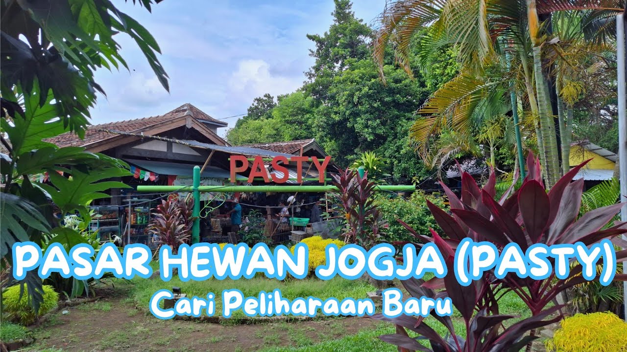 PASAR SATWA & TANAMAN HIAS YOGYAKARTA (PASTY) | CARI PELIHARAAN BARU |DENPOPFAMILY 2025