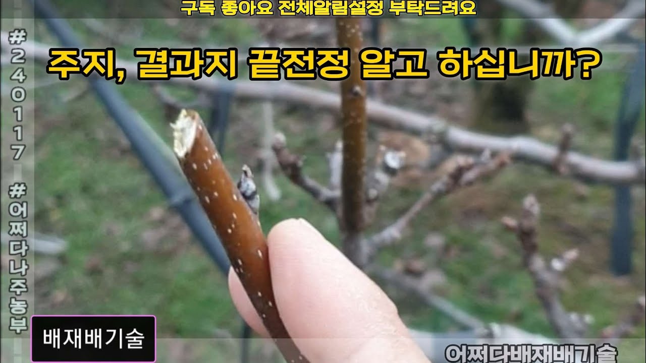 (원본)주지, 결과지 끝전정 알고 하십니까? - 어쩌다배나무만들기 p240117