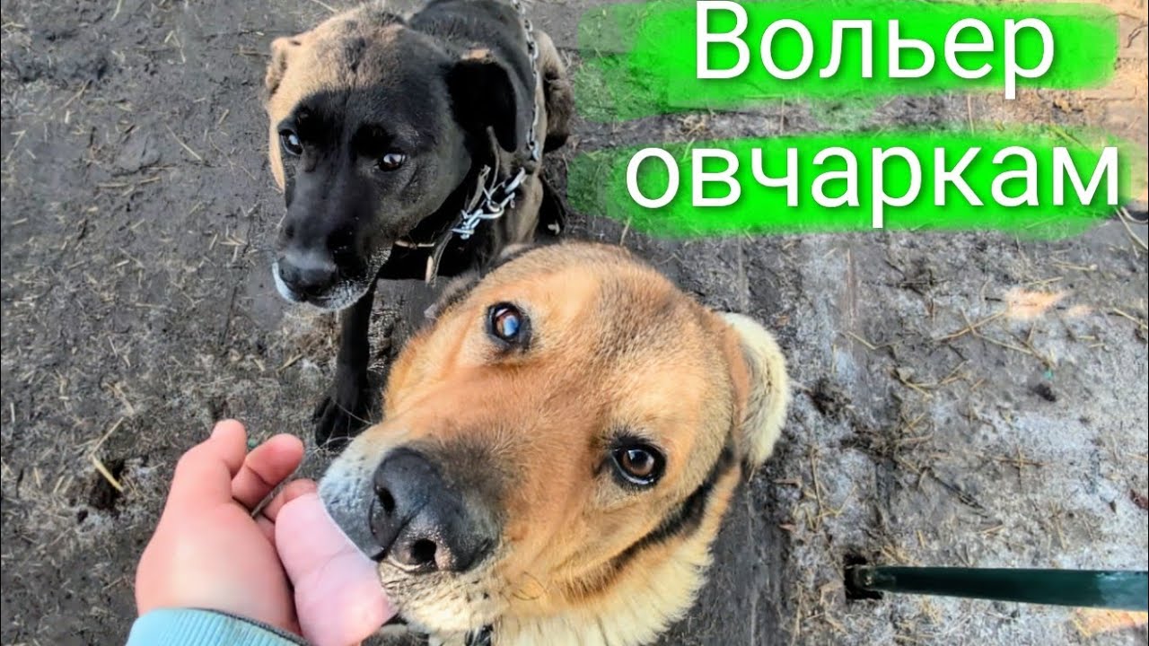 Вольер для овчарок 