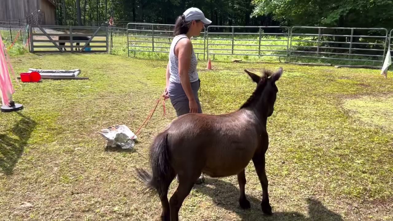 June 2024 Silver Liberty Horse Agility Test Squirrel and Wendy Barros