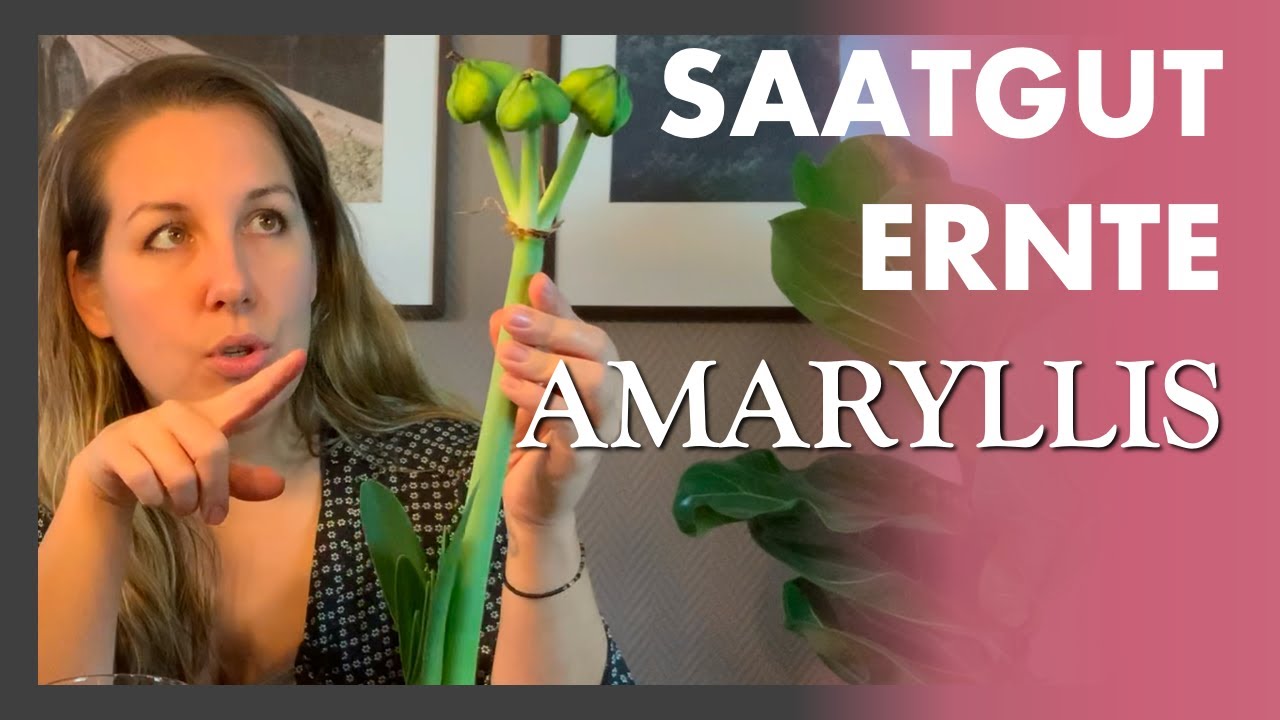 So sieht Amaryllis Saatgut aus - und ausgesät wurde es auch