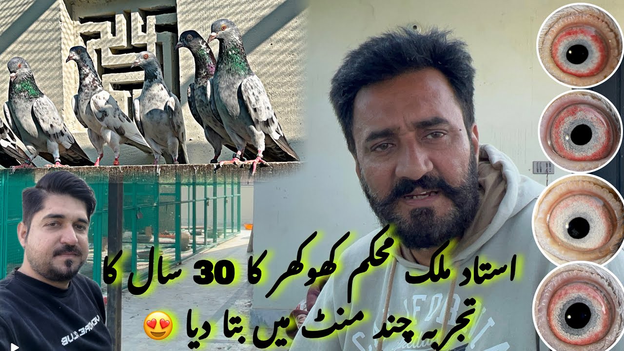Ustad Malik mohkam khokhar ny apna 30 saal ki Kabotarbazi ka experience share kar diya 😍