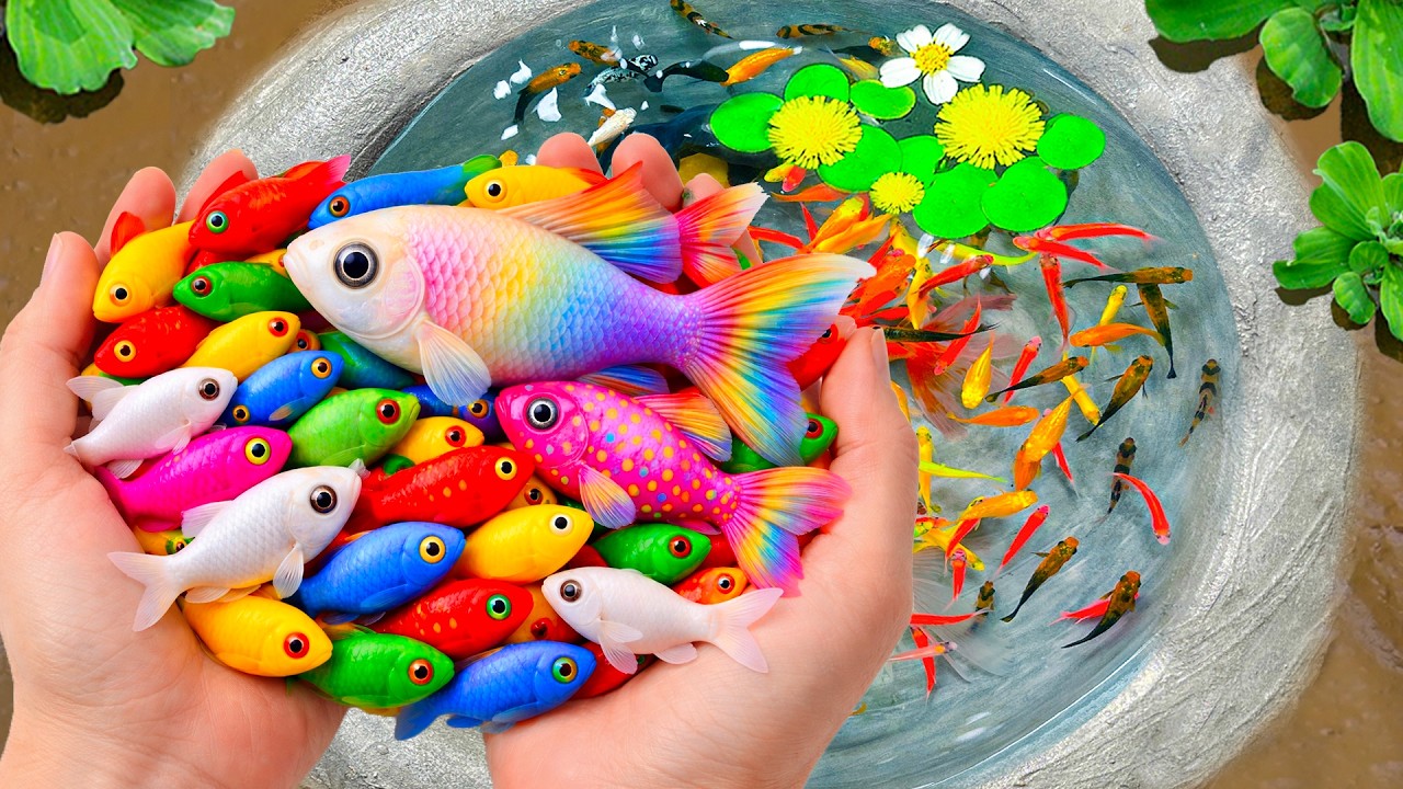 Catch Most Beautiful Ornamental Fish in Mini Lake, Baby Turtles, Eels, Pencil Fish and Lot of Fish