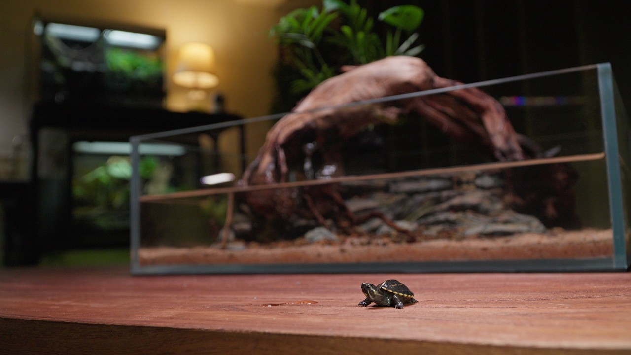 Baby Turtles Hatch — First Time Raising Them and Making a Cozy Aquarium!