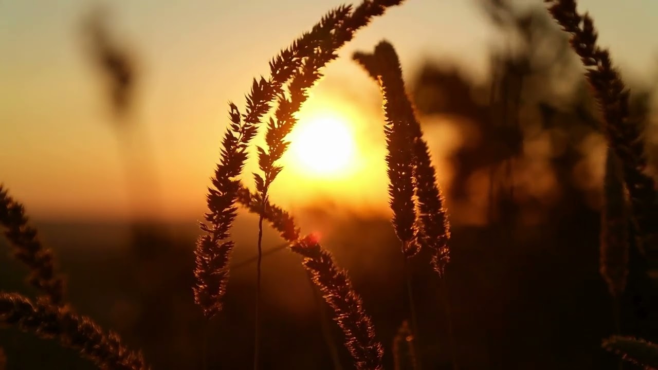 Nature at Golden Hour Video Screensaver - High Resolution Compilation