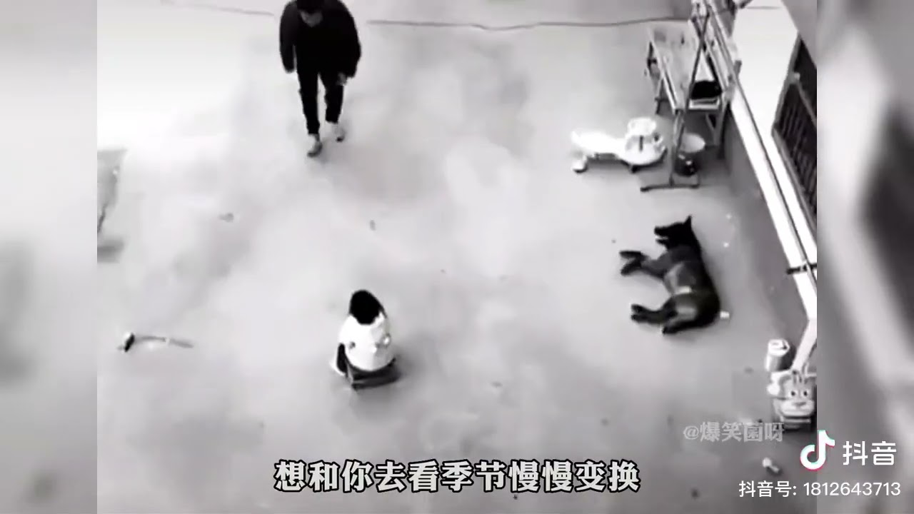 Top 20 videos of dogs protecting their owners.