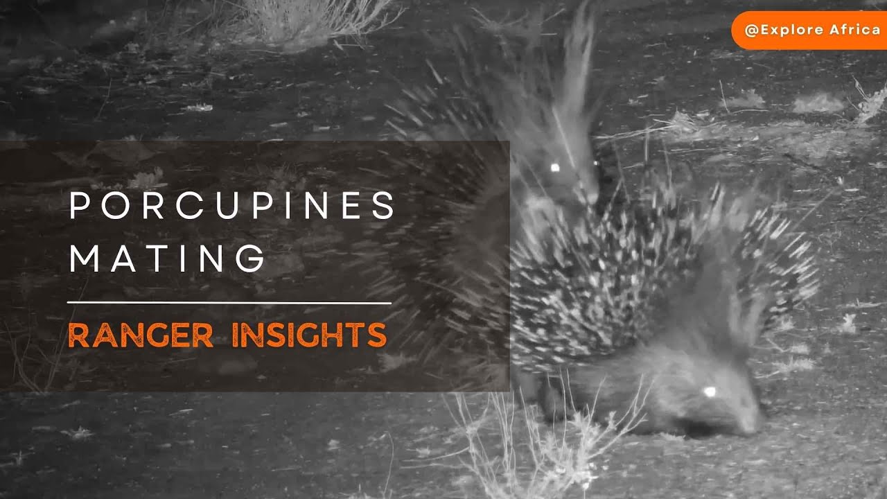 MATING PORCUPINES | Ranger Insights