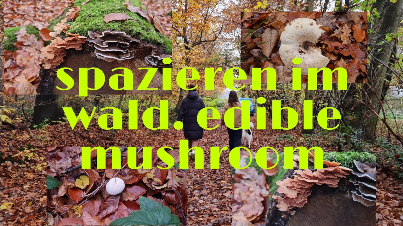 spazieren in the forest with benito our dog and found edible wood mushroom #forest #mushroom