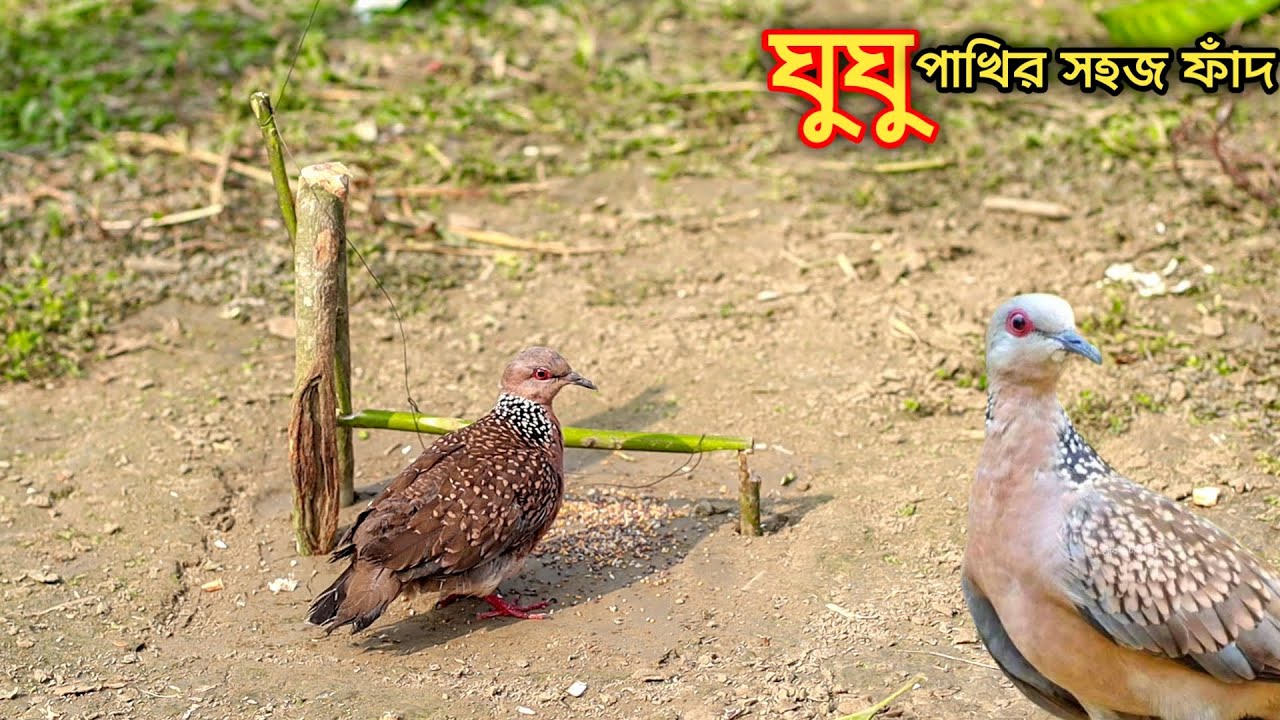 Easy bird trap | hunting doves | dove traps