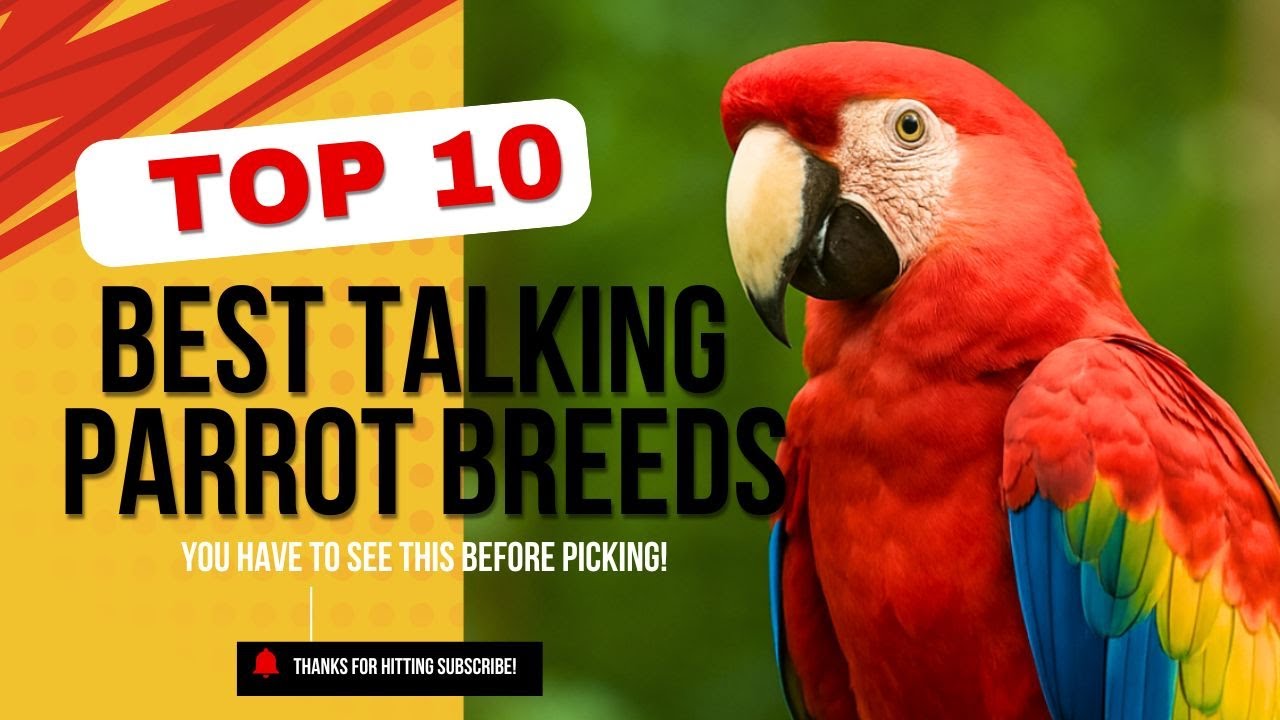 Want a Friendly Parrot? Top 10 Birds You Can Keep at Home