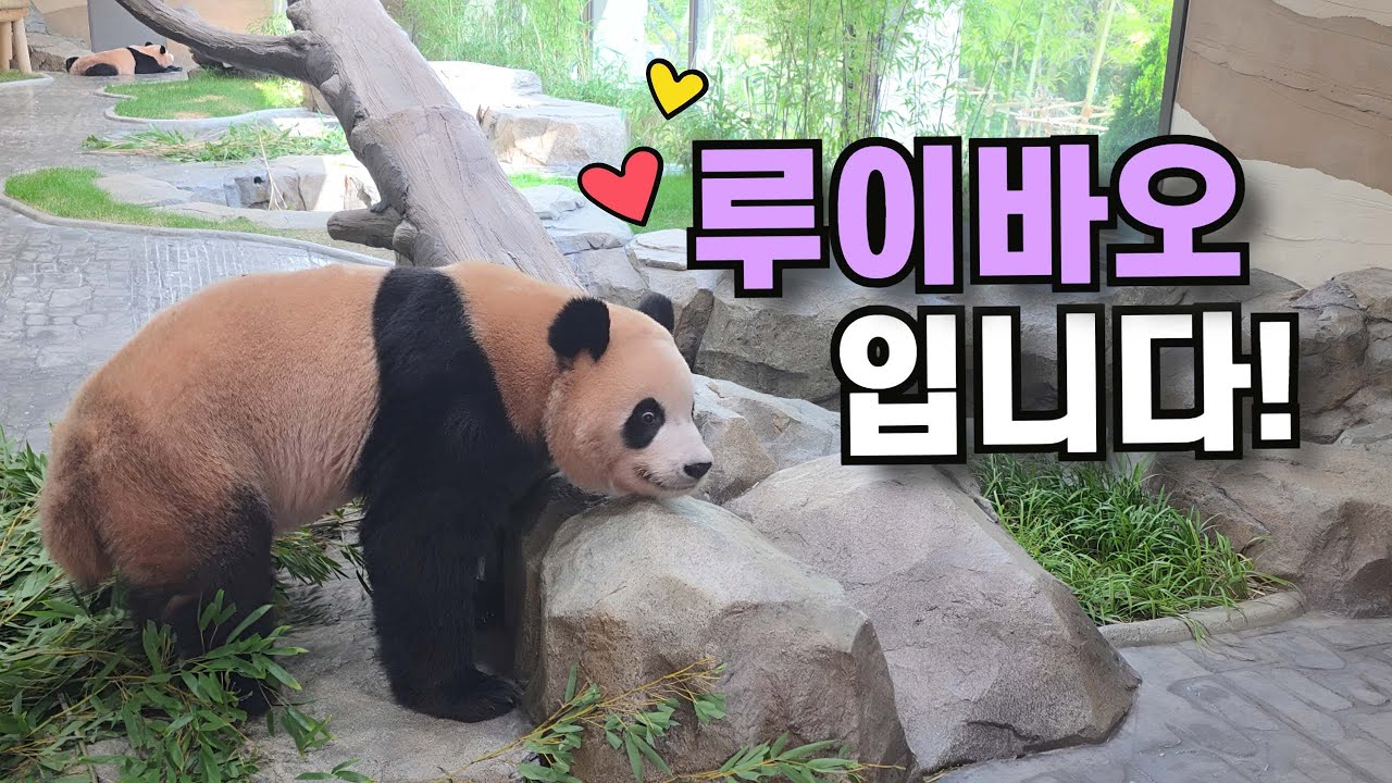 ❣️바오걸즈❣️루이바오&아이바오🥰 #루이바오 #후이바오 #아이바오  #Ruibao #Huibao #크리스티비