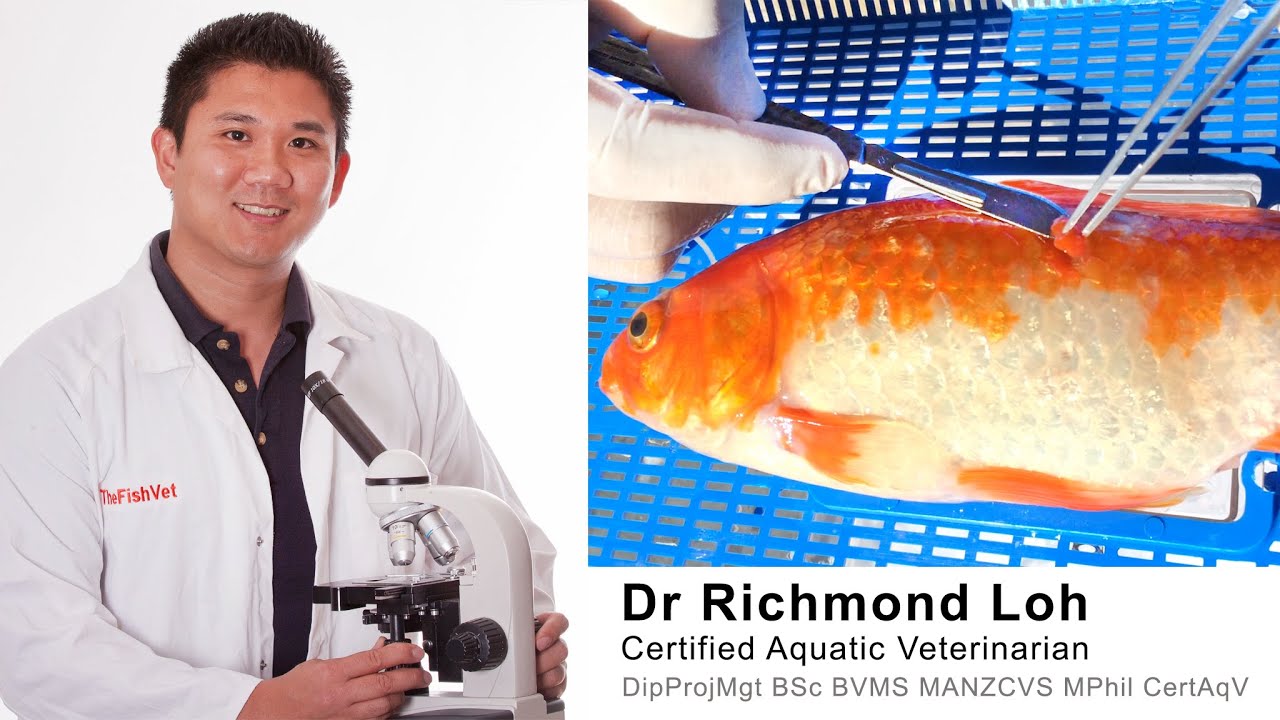 Goldfish surgery removing lump growth and how to make a fish band aid