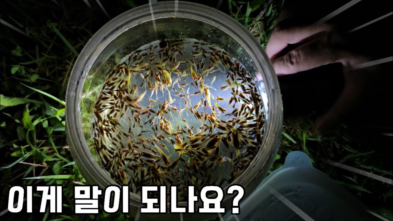 이건 진짜 누구입니까..새로운 외래종 발견했네요..끝이없다 없어!!