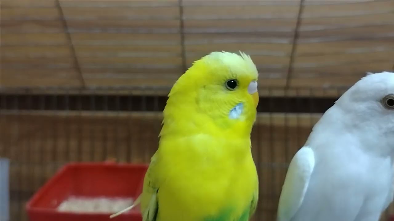 Budgies Home 22