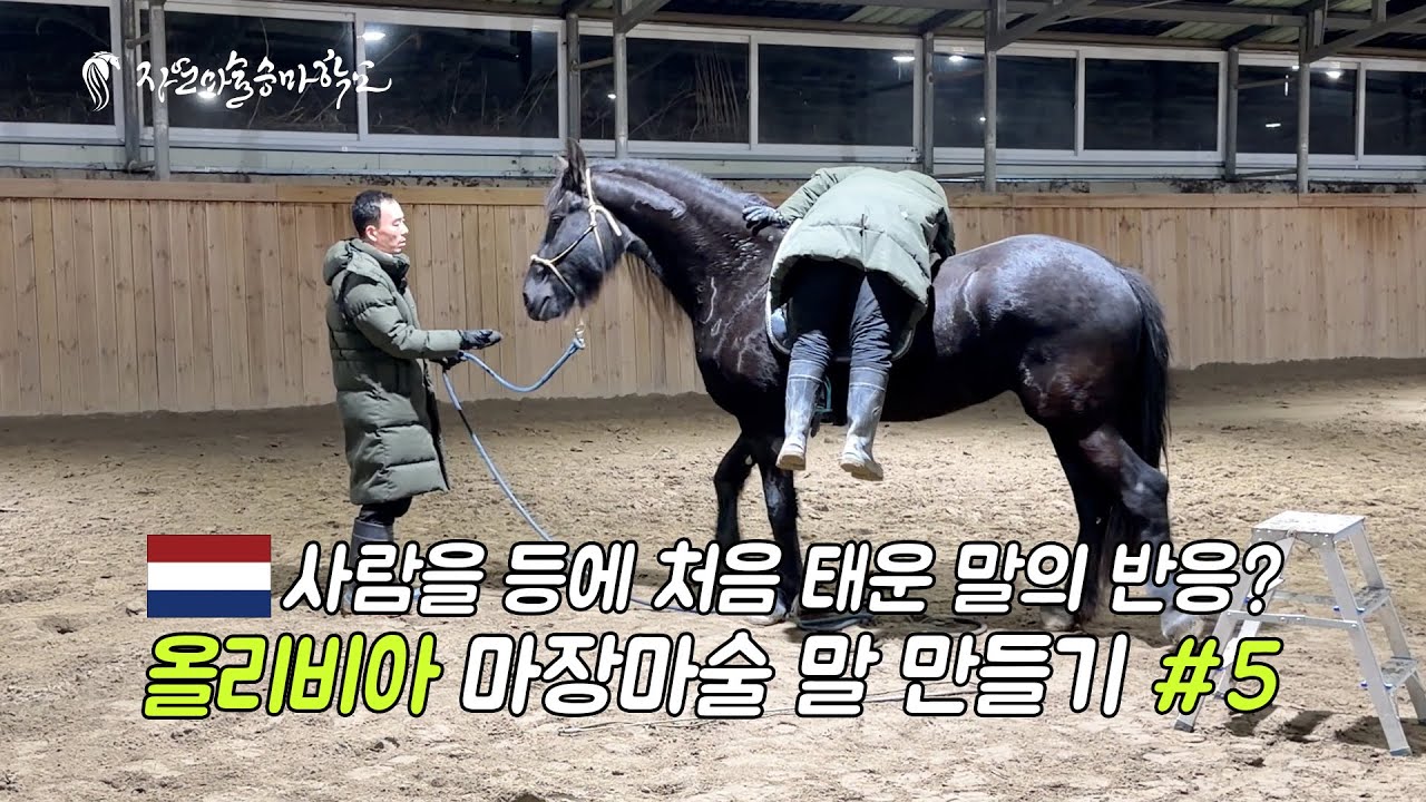 [자연마술승마학교] #5 네델란드 프레시안 '올리비아' 기승 순치 | Korea Natural Horsemanship | #Friesian #naturalhorsemanship