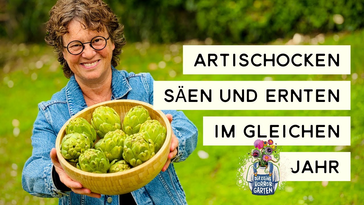 Artischocken säen und im gleichen Jahr ernten 