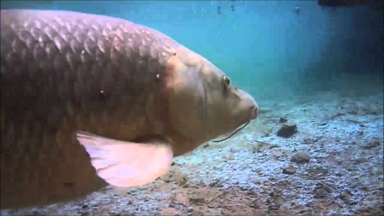 Frank Granados - underwater comizo barbel footage