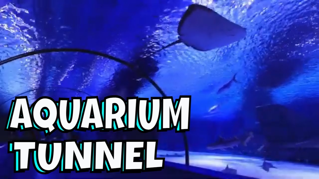 Aquarium Tunnel - 8 Hours