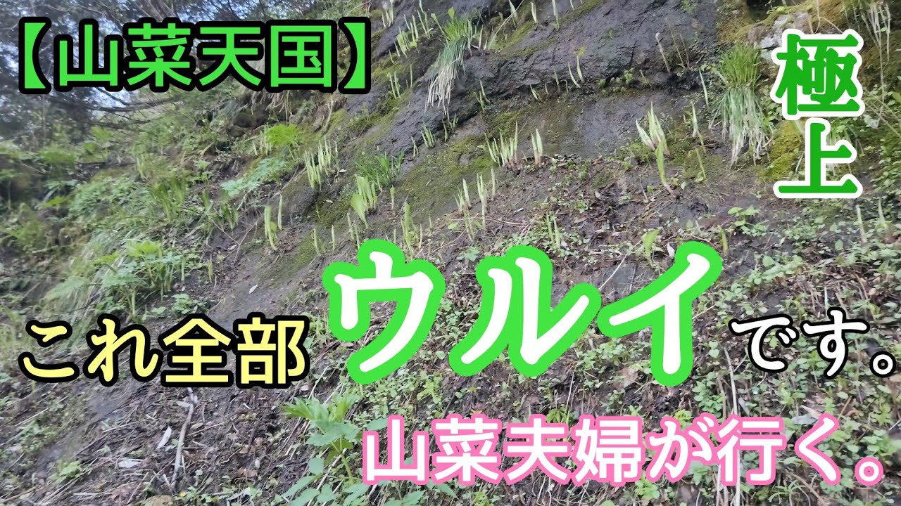 【山菜採り】爆速❗ウルイ天国出現！！山菜夫婦が行く🌿