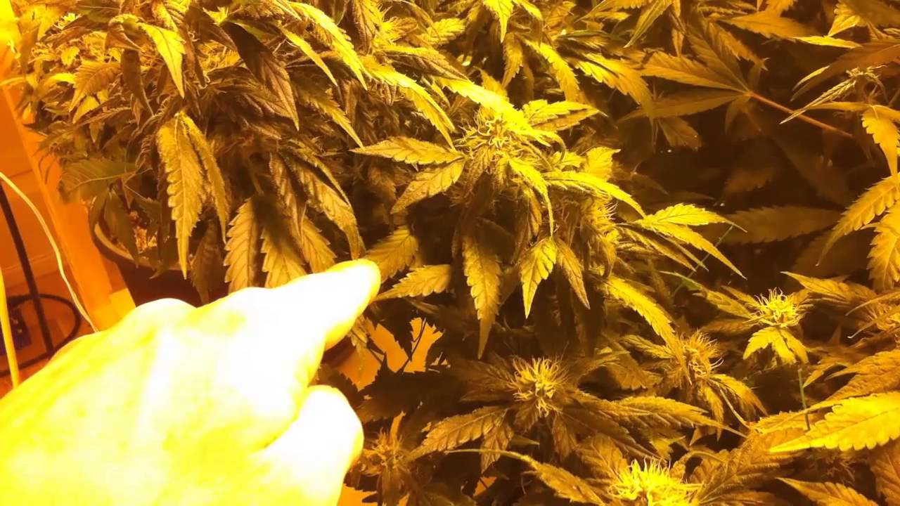 Week 5 - Indoor Weed Grow 2013 - SCROG Day 35