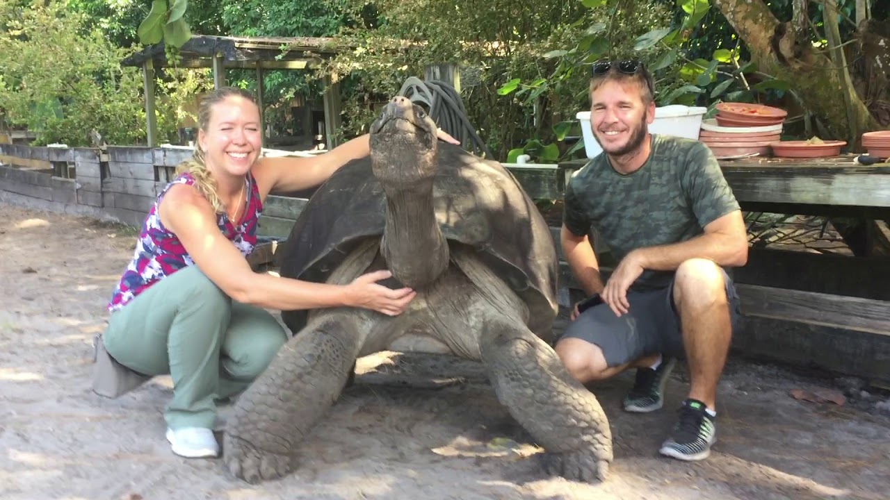 Vanessa and Dustin check out Adult Aldabras and babies