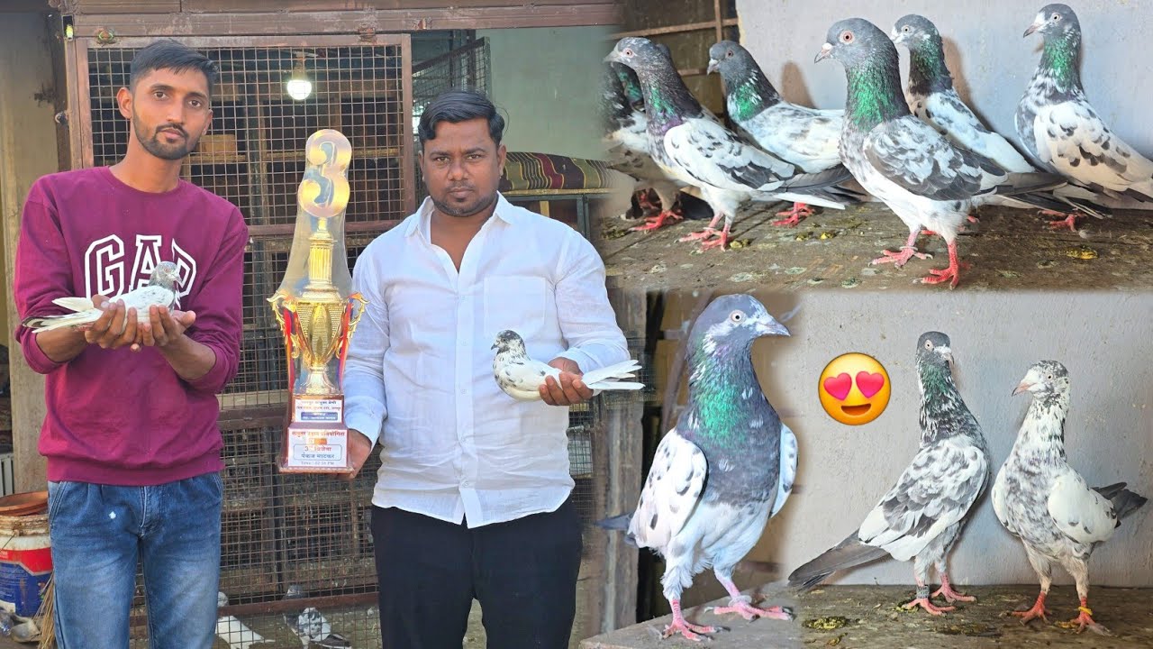 Pankaj Bhai Ke imported Teddy Kabootar😍