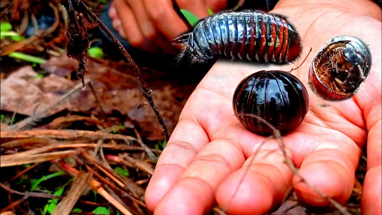 play and observe the most beautiful millipede animal in the world