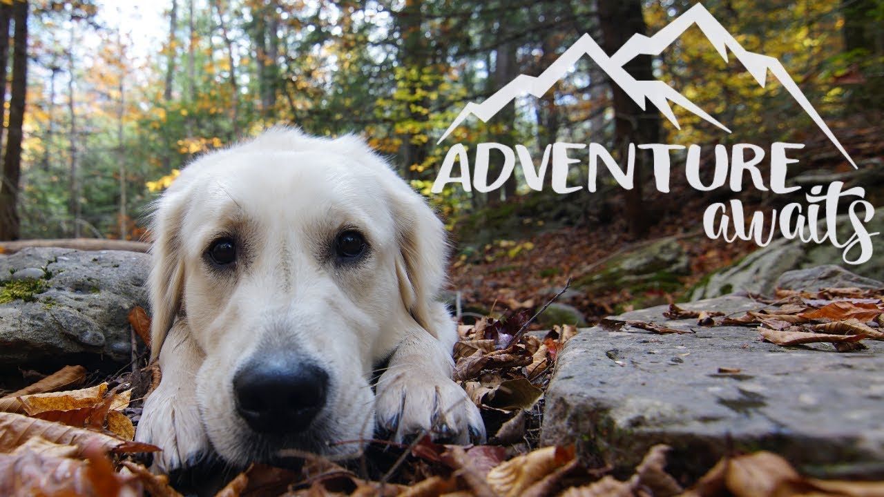 Adventure Dog || Murphy