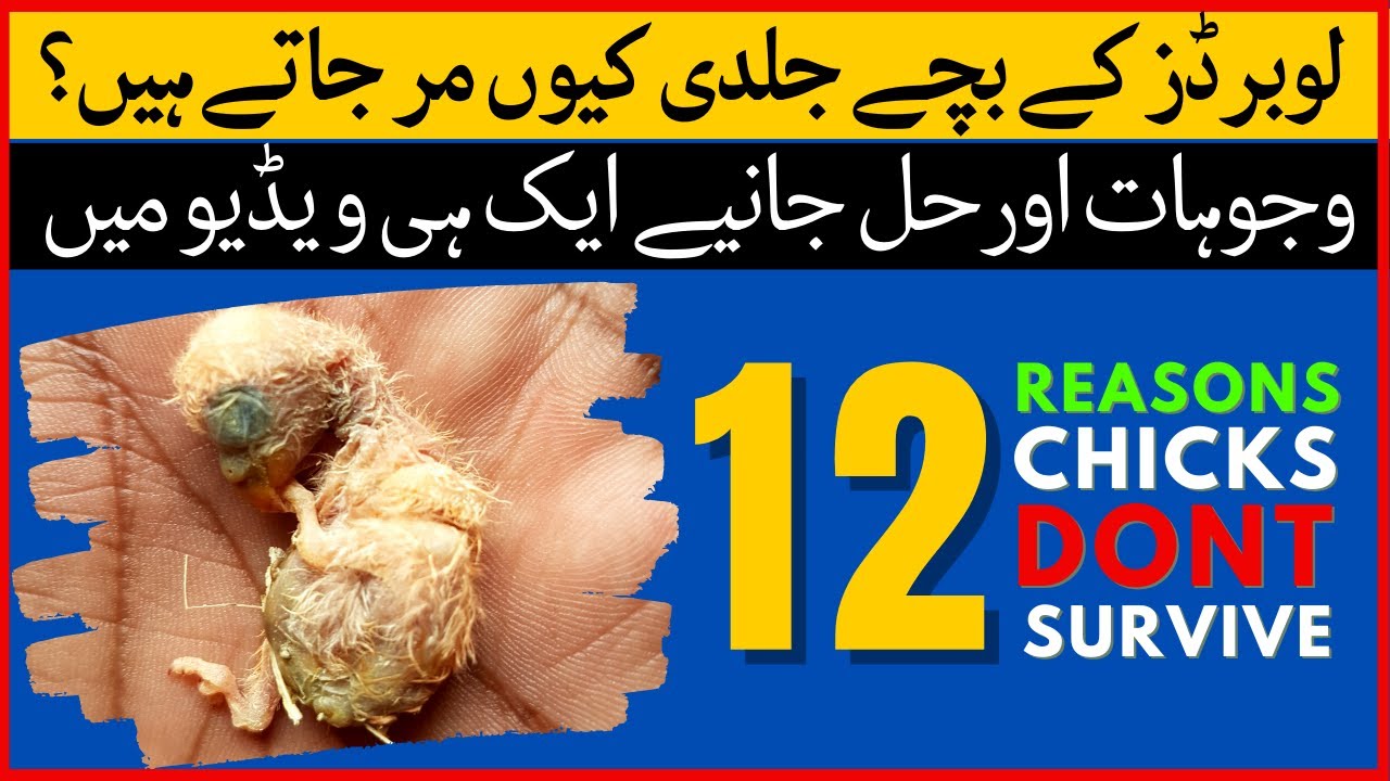 Why Love Birds Chicks Die Suddenly | Why Love Birds Chicks Expire | Love Birds Chicks Mortality