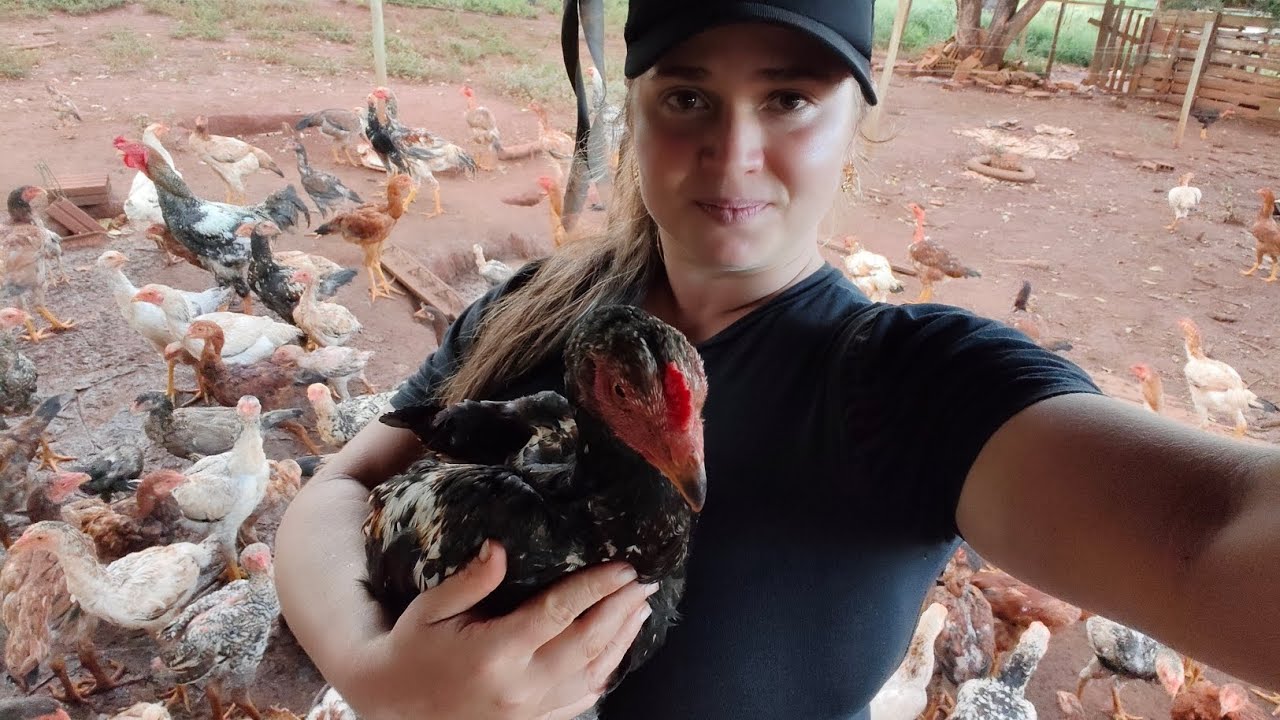 Para lucrar com frango caipira é preciso aprender observar doenças.