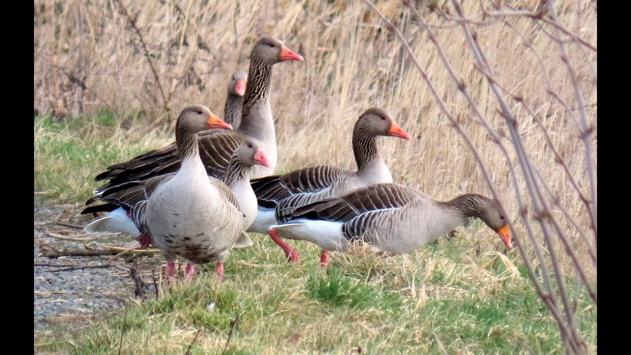 572. Husa velká, Greylag Goose, Graugans, Серый гусь, Gęgawa, Oie cendrée