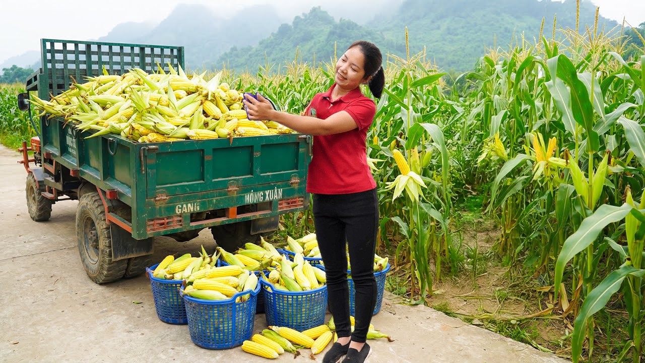 Harvesting Sticky Corn Garden Goes To Market Sell, Digging up cassava at home with my daughter
