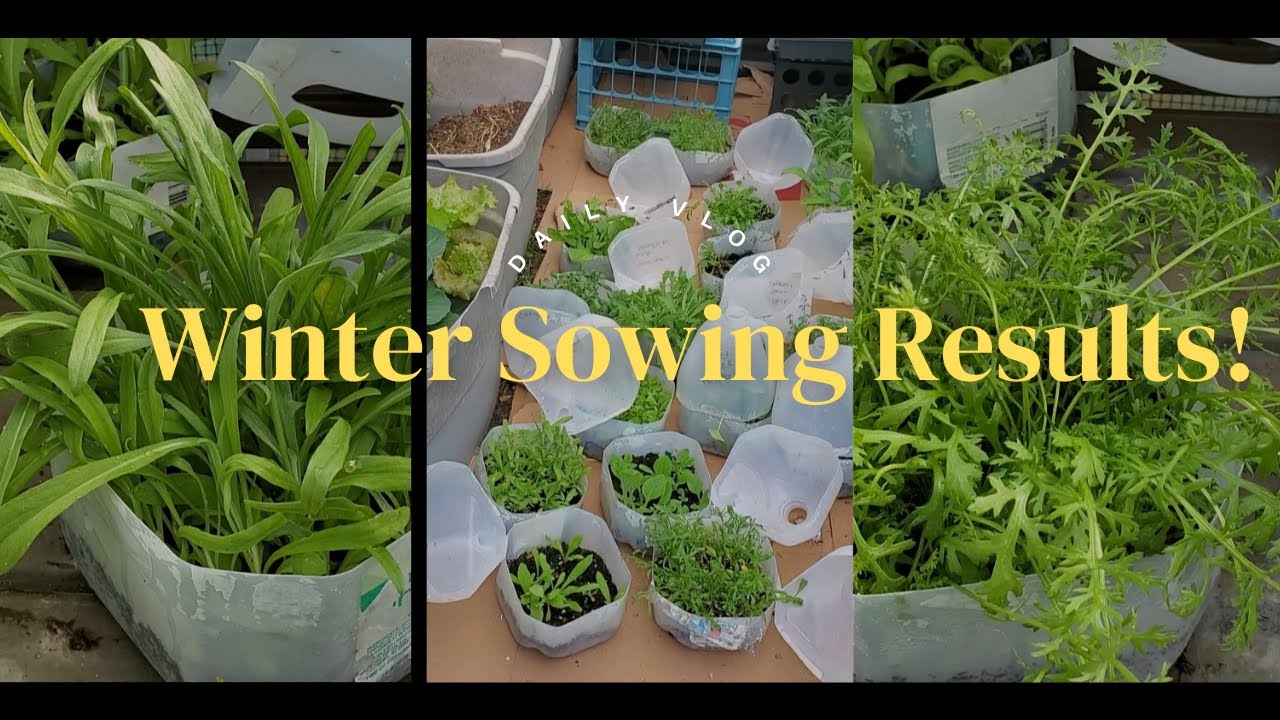Incredible Winter Sowing Results - Check Out The Update!