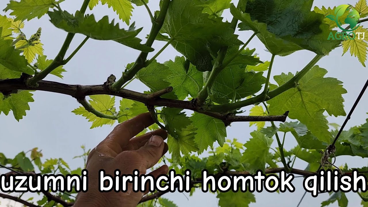 HOMTOK QILISH