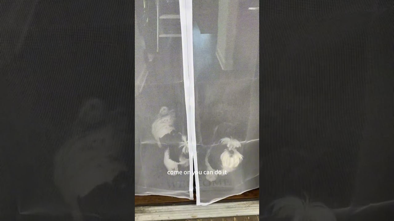 Well done with this magic door! #dog #home