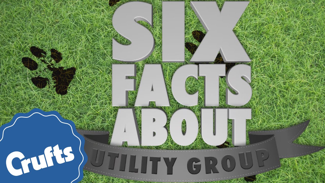 6 Facts About Utility Group | Crufts