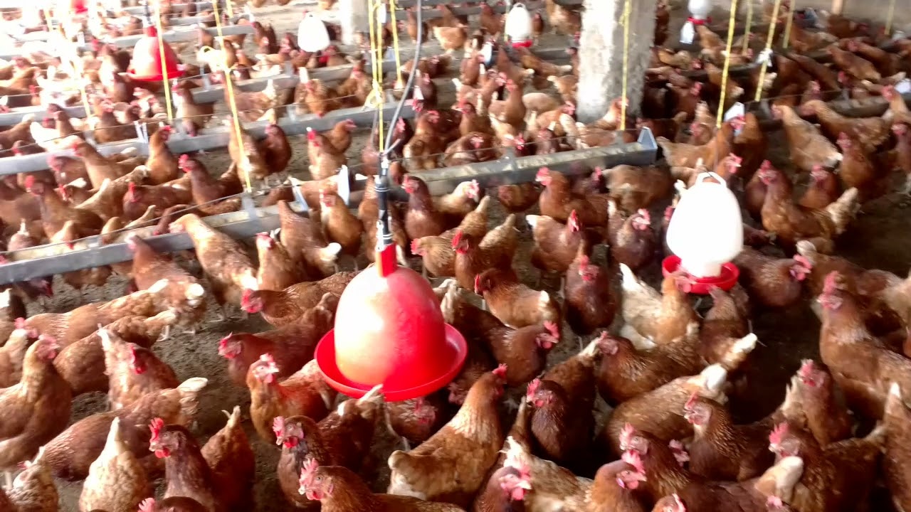 Introducing farming wisdom...Brand New Content on poultry farming.