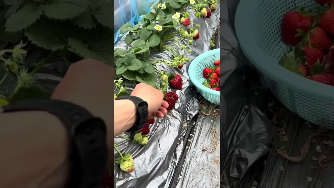 Planting strawberries at home Fifth picking See if you can realize strawberry