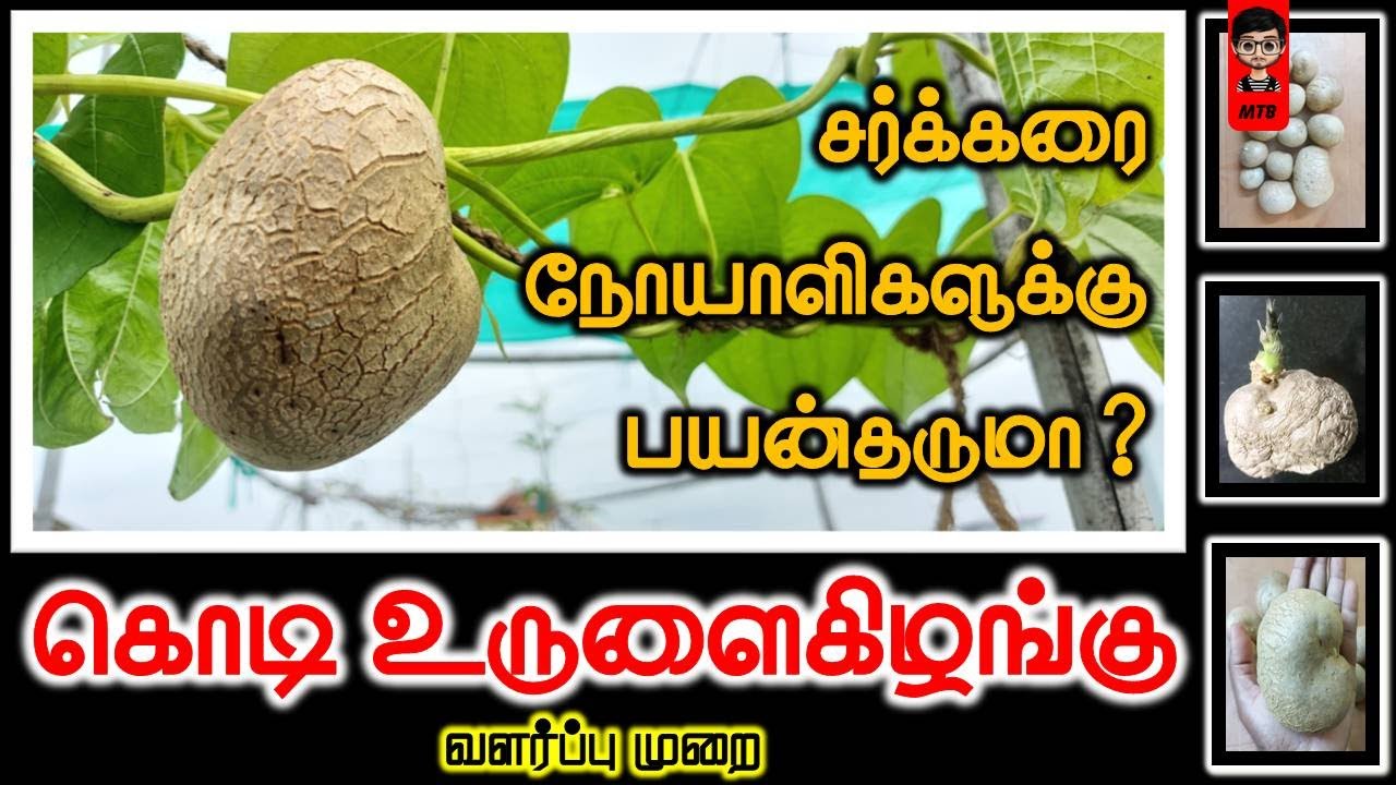 சர்க்கரை நோயாளிகளுக்கு பயன்தருமா கொடி உருளைகிழங்கு ? | Highly beneficial Air Potato Story in Tamil
