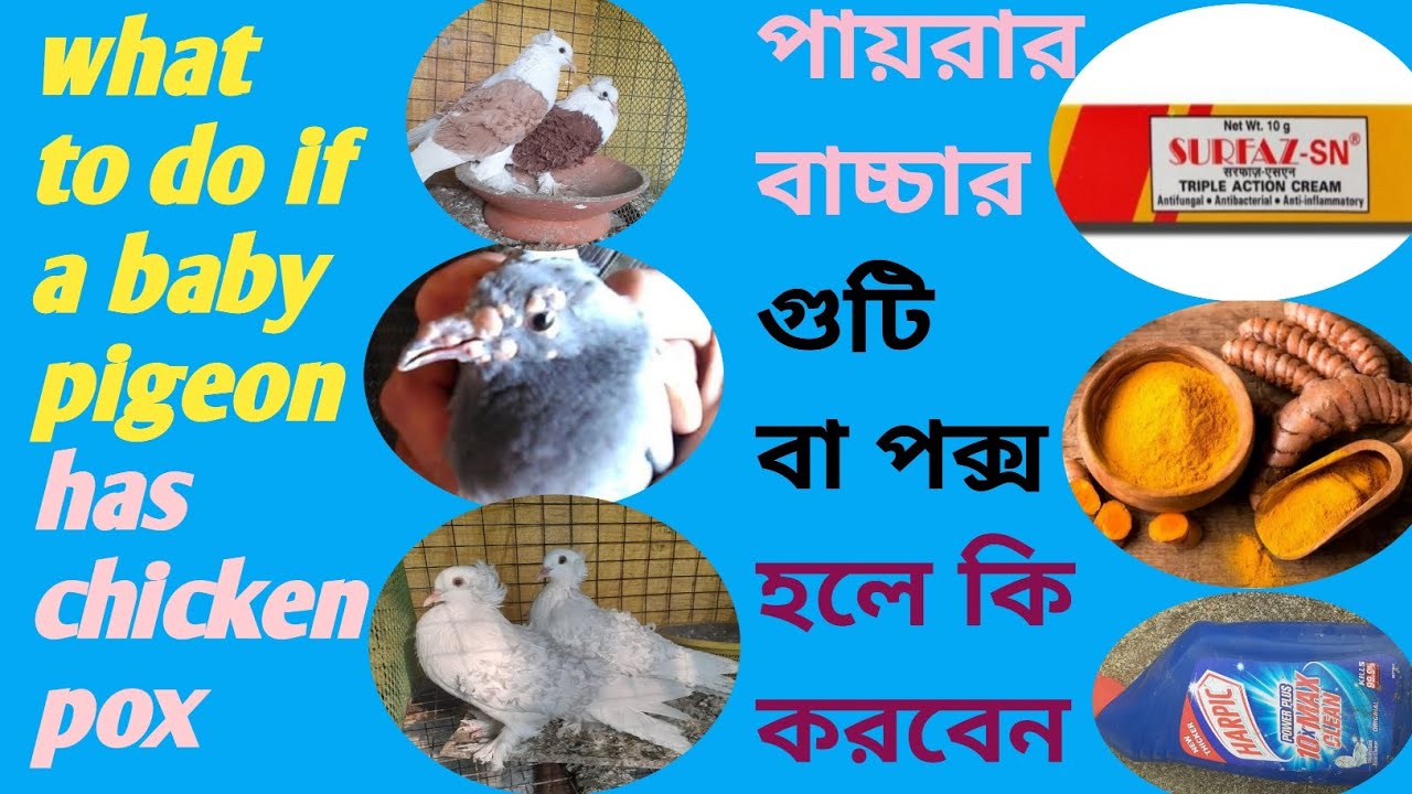 How to get rid of pigeons baby chicken pox/পায়রার বাচ্চার গুটি বা পক্স হলে কি করবেন।