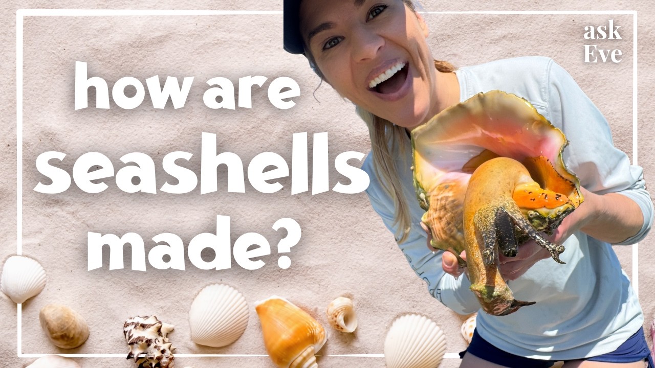 How Are Seashells Made? Fun Ocean Science
