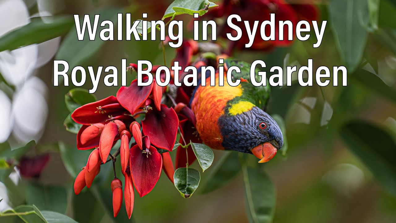Exploring the Royal Botanic Garden _ Sydney Australia🇦🇺