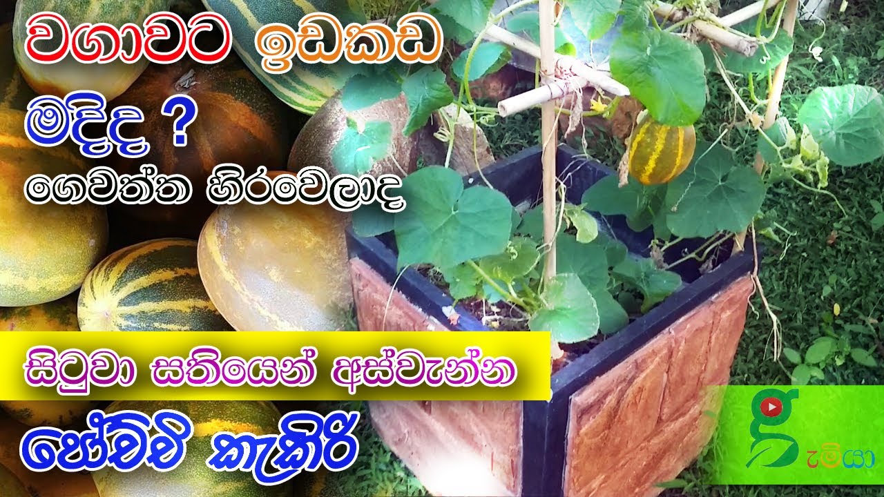61 වගාවට කැමති උනාට ඉඩම පොඩිද ? සතියෙන් ගෙඩි එන කැකිරි පෝච්ච්යක් වවමු Cooking Melon in pot