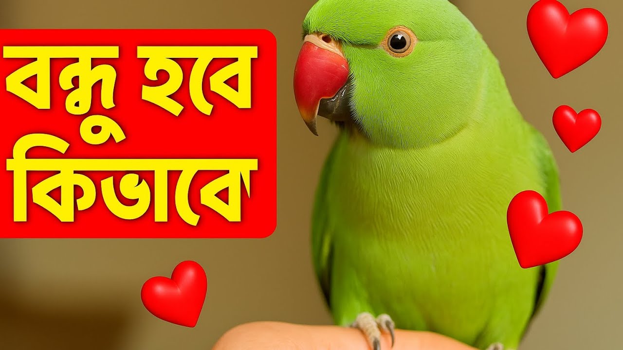 টিয়া পাখি বন্ধু  হবে কিভাবে ? || 7 টি Tips || Tha shankar vlog